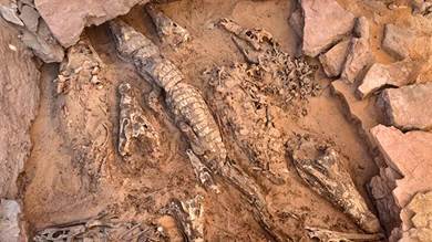 اكتشاف تماسيح ضخمة محنطة عمرها أكثر من 2000 عام